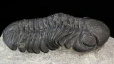 Austerops Trilobite - Great Eyes #43515-1